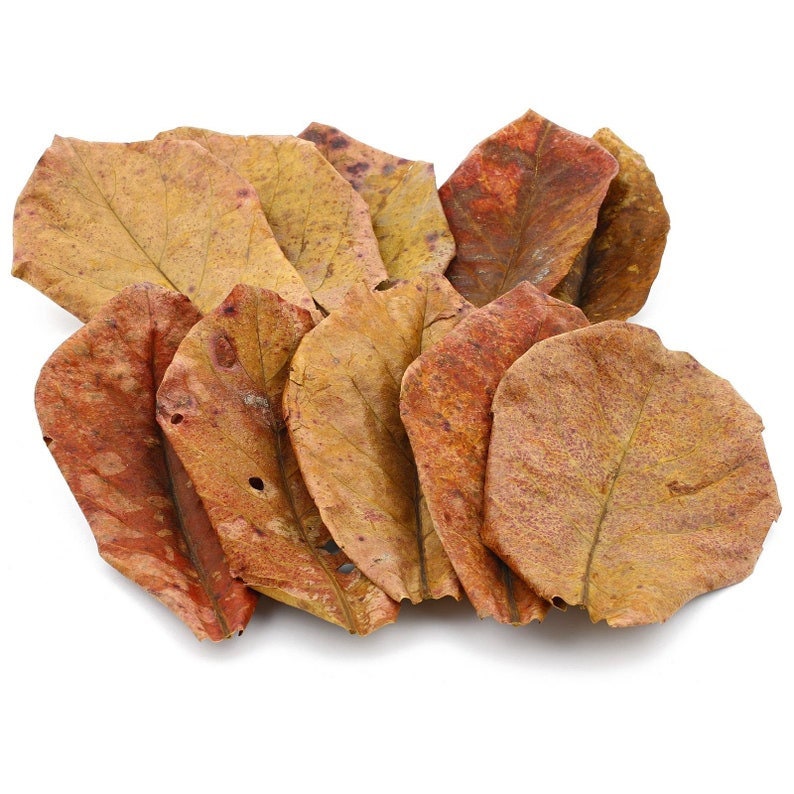 Catappa Indian Almond Leaves Ketapang Leaf Shrimp Betta Fish Aquarium Care Cleaned & Sun Dried image 4