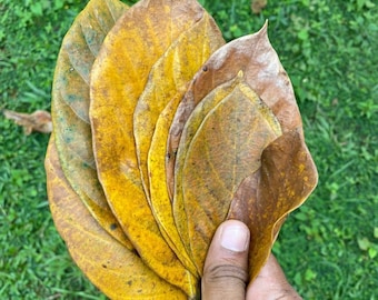 Foglie essiccate di Jack Fruit Bio Film biologico Gamberetti Acquario Ceylon Naturale