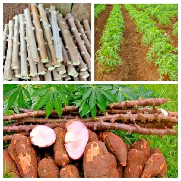 3 - 10 PCS Sweet Cassava Quick Stick Yuca Manihot Esculenta Manioc Tapioca Cuttings