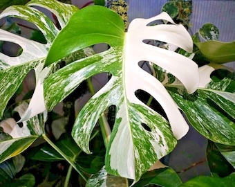 Raro corte de nodos enraizados abigarrados de Monstera Deliciosa ALBO para el amor de las plantas de interior