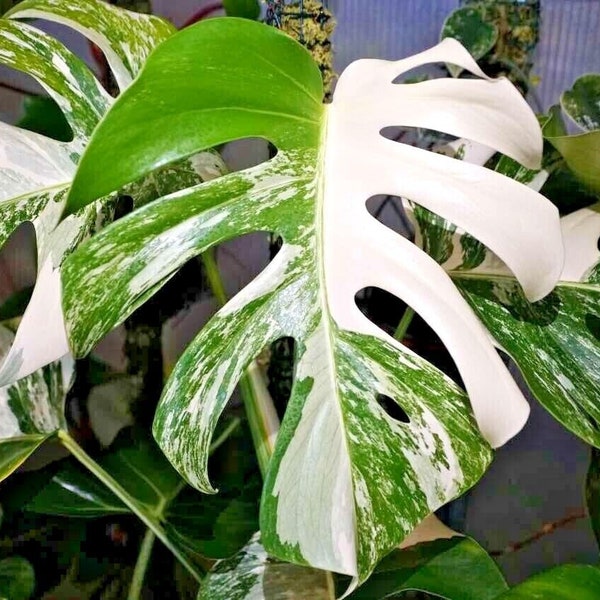 Rare Monstera Deliciosa ALBO Variegated Rooted Nodes Cutting For Indoor Plant Love