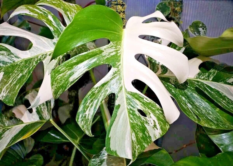 Rare Monstera Deliciosa ALBO Variegated Rooted Nodes Cutting For Indoor Plant Love zdjęcie 1