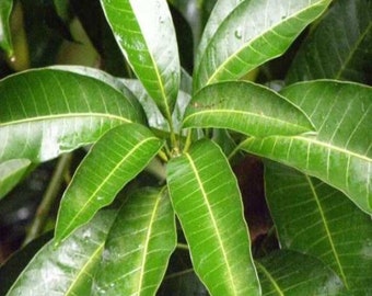 Mango Leaves 100% Organic Mango/ Mangifera Natural Leaf Fresh and Not dried