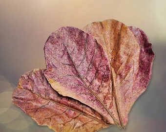 Catappa Indian Almond Leaves | Ketapang Leaf Shrimp Betta Fish Aquarium Care | Cleaned & Sun Dried