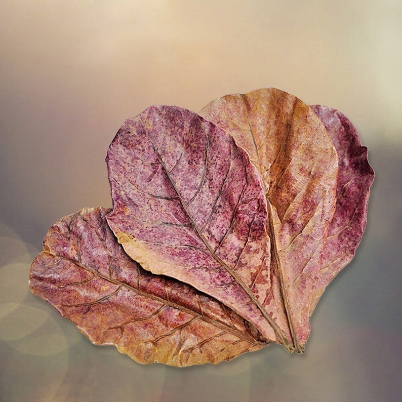 Catappa Indian Almond Leaves Ketapang Leaf Shrimp Betta Fish Aquarium Care Cleaned & Sun Dried image 1