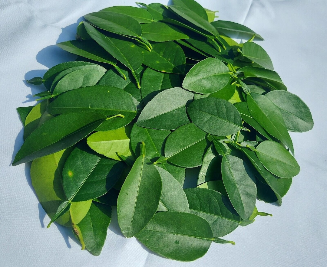 Große Kaffir Limettenblätter Citrus Aurantifolia Hausgarten getrocknete ...