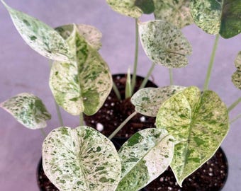 アロカシア ドラゴンスケールミント 6本セット アロカシア ドラゴンスケールミント 6本セット