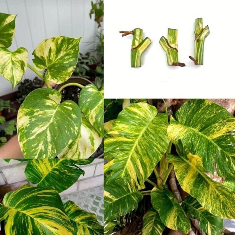 Rare Monstera Deliciosa ALBO Variegated Rooted Nodes Cutting For Indoor Plant Love zdjęcie 3