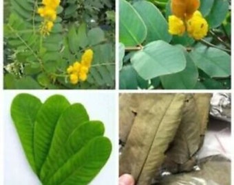 Dried Natural Cassia Alata Leaves 100% Organic Aththora Leaf For Herb