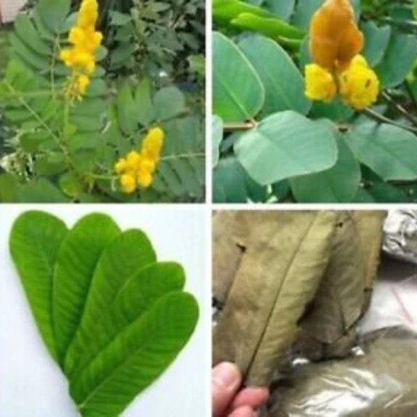 Dried Natural Cassia Alata Leaves 100% Organic Aththora Leaf For Herb