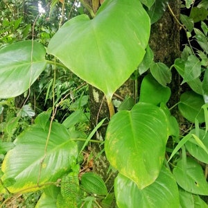 Seltene Monstera Deliciosa ALBO Veränderte Wurzelknoten Schneiden Für Zimmerpflanzen Liebe Bild 7