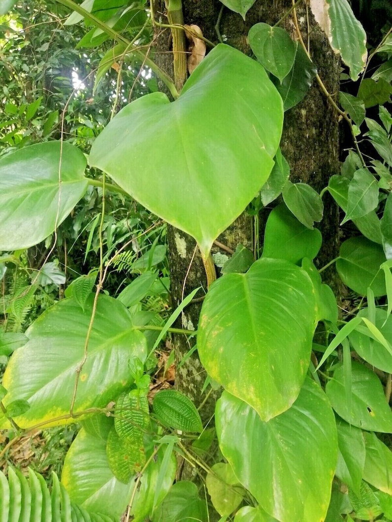 Rara Monstera Deliciosa ALBO Nodi radicati variegati tagliati per amore per piante da interno immagine 7