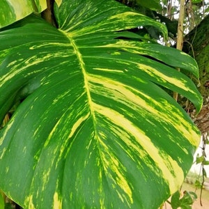 Rare Monstera Deliciosa ALBO Variegated Rooted Nodes Cutting For Indoor Plant Love zdjęcie 6