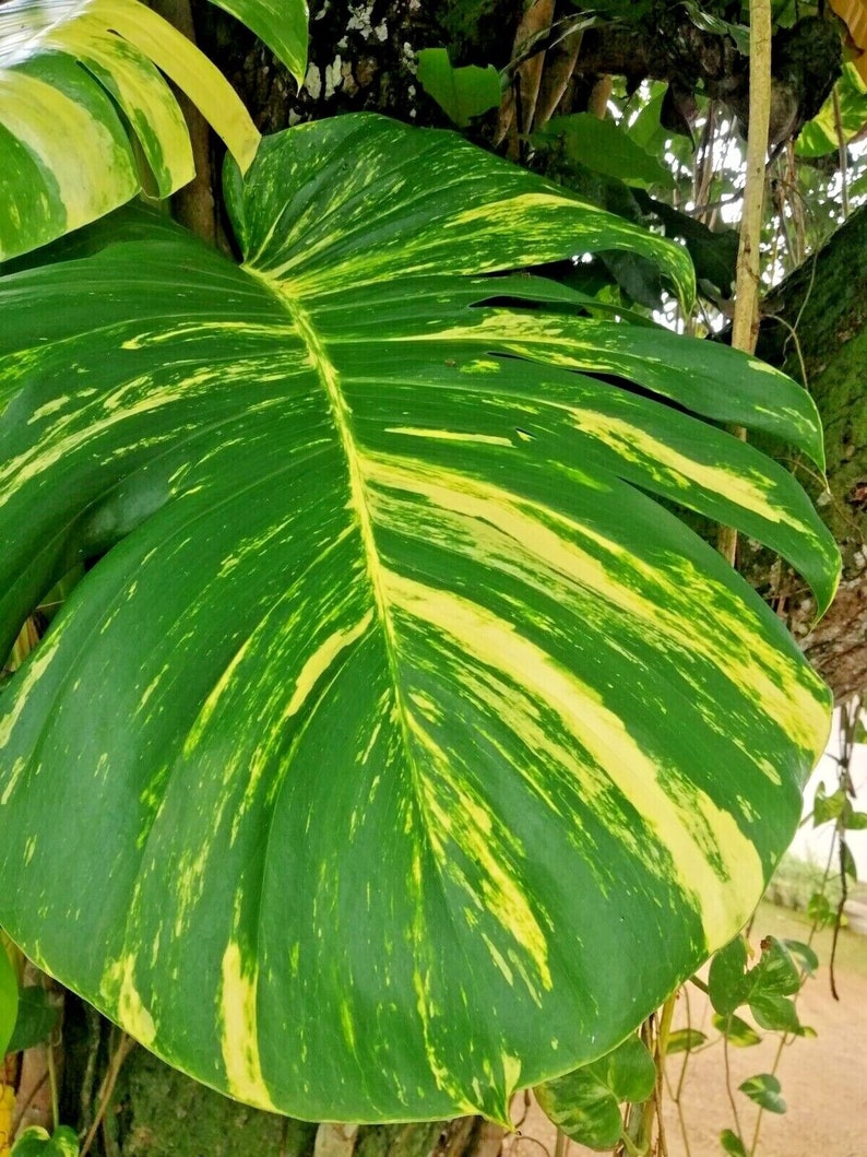 Rare Monstera Deliciosa ALBO Variegated Rooted Nodes Cutting For Indoor Plant Love zdjęcie 6