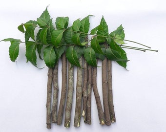 Bâtonnets à mâcher naturels bio de neem/Brosse à dents bio de brindilles de datun d'arbre