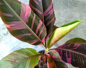 Syngonium red spot tricolor - Etsy 日本