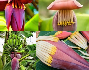 Eine sonnengetrocknete Bananenblumenblüte von bester Qualität, 100% organisch und rein natürlich