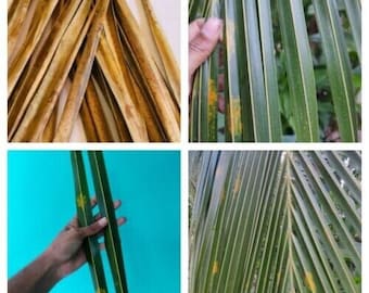 Ceylon Organic Cocos Nucifera Coconut Leaves Sun Dried Leaves Freshly Picked