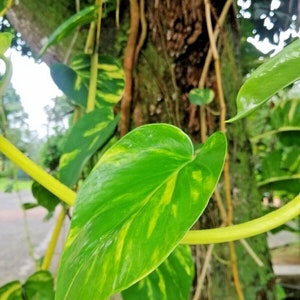 Rara Monstera Deliciosa ALBO Nodi radicati variegati tagliati per amore per piante da interno immagine 5