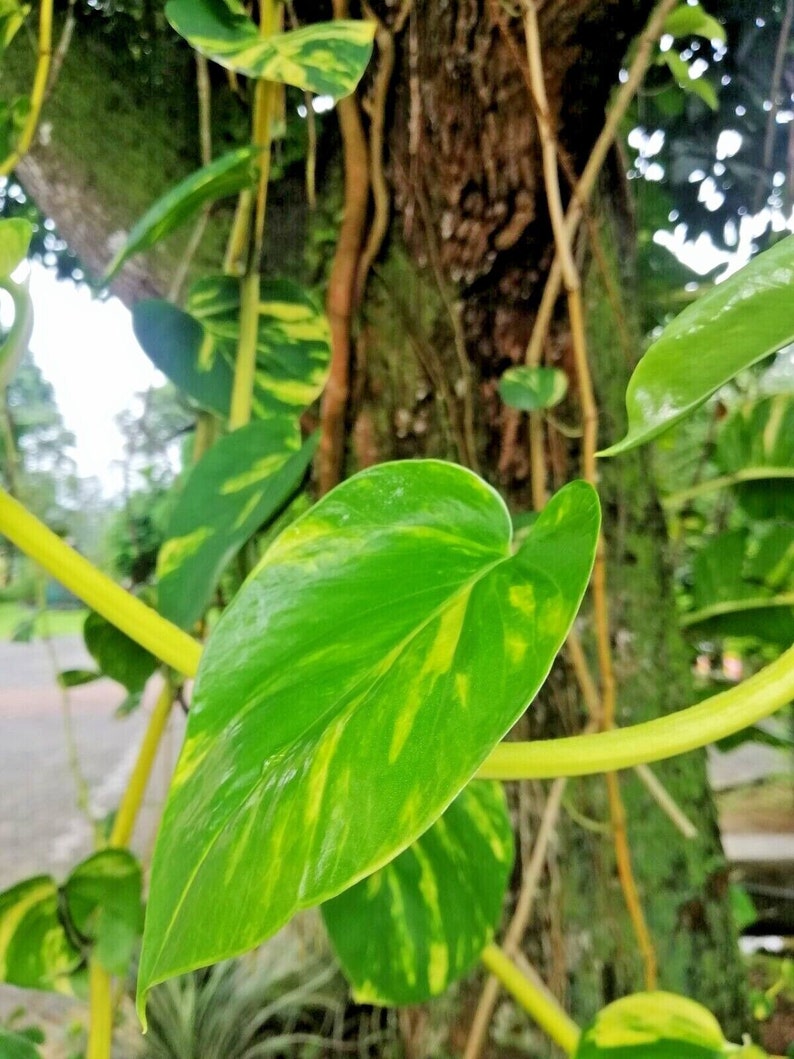 Rare Monstera Deliciosa ALBO Variegated Rooted Nodes Cutting For Indoor Plant Love zdjęcie 5
