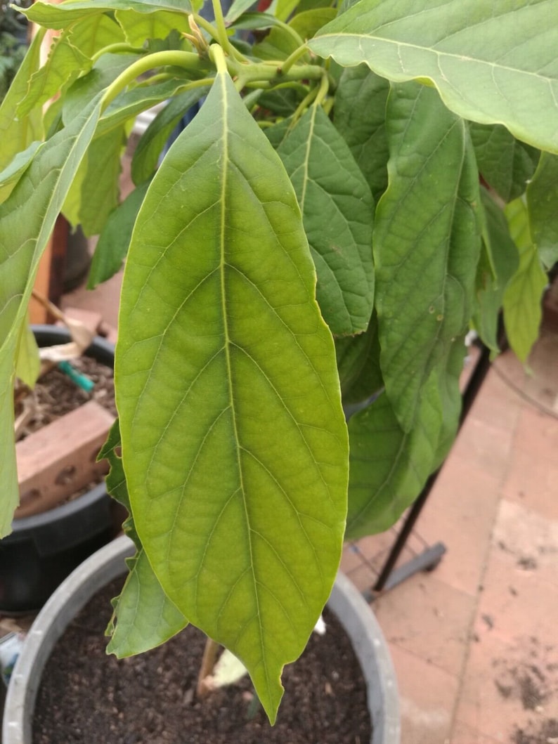 Avocado 1000 Leaves Pure Organic Dried Hojas De Aguacate, Dried Whole