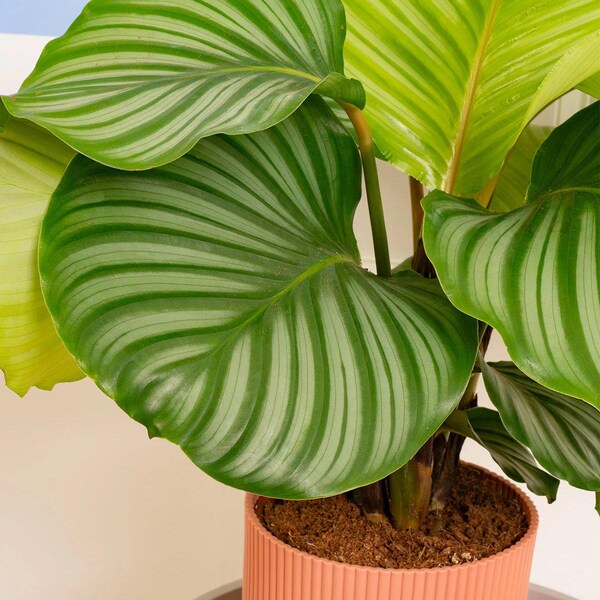 Calathea Vit Fusion main image 0