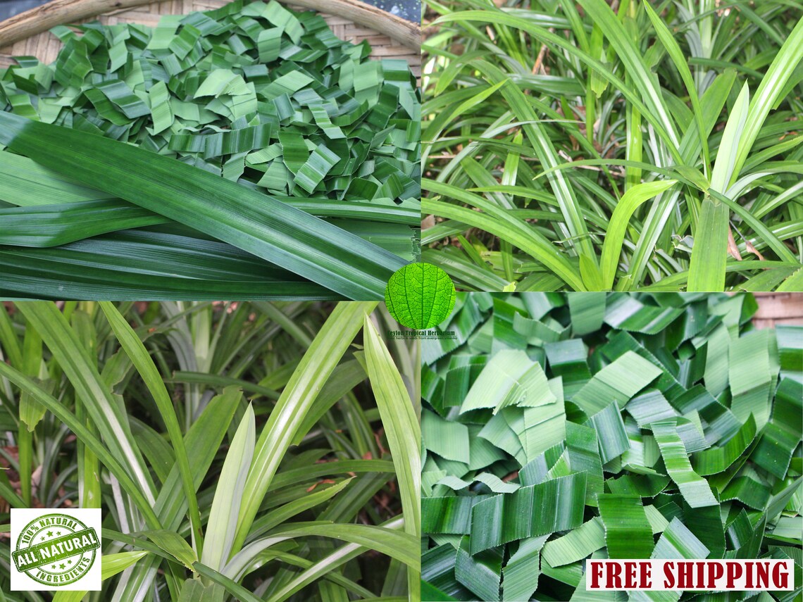 Pandan pandanus Leaves Natural Sun Dried Organic Leaves Etsy