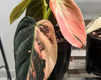 現在、この商品の在庫はありません - Etsy