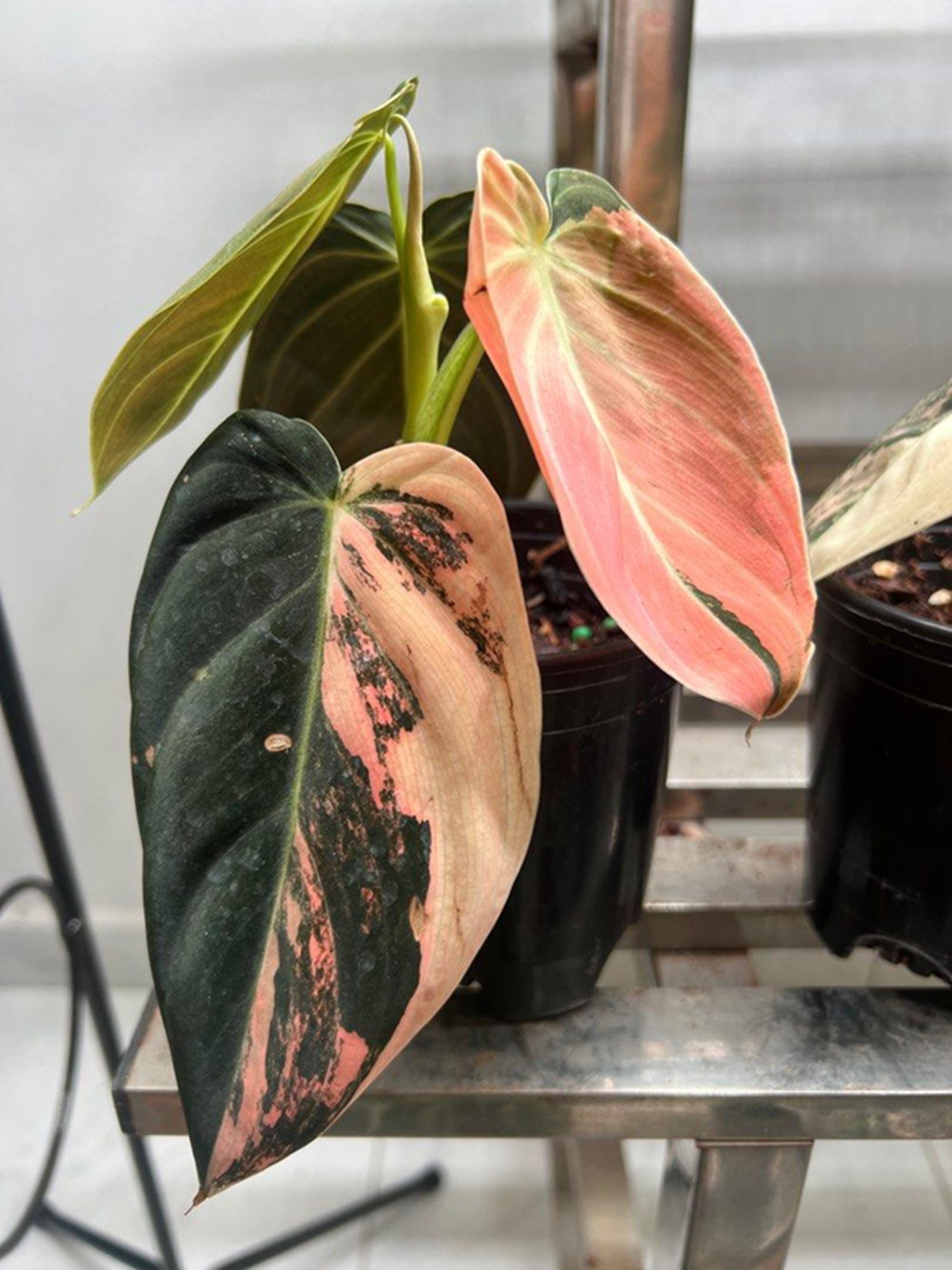 Alocasia black velvet pink variegated - Etsy 日本