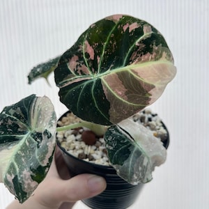 Alocasia black velvet pink variegata - Etsy 日本