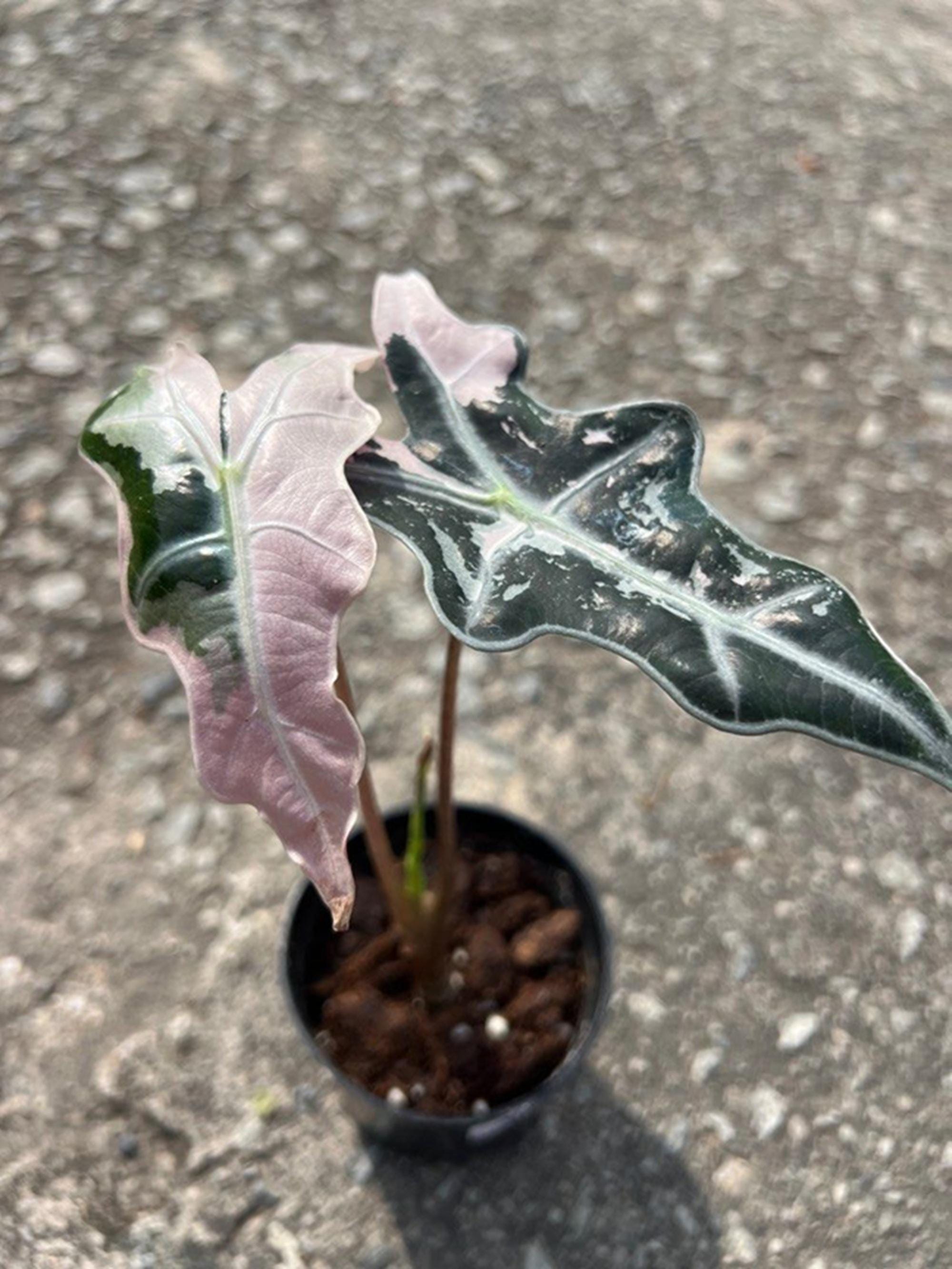 脇芽アリ】アロカシア ワトソニアナ ピンク斑入り Alocasia