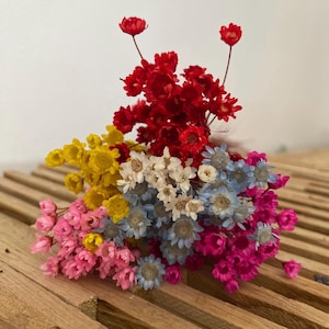 Glixia Trockenblumen, Blumen, Blumenstrauß, basteln, dekorieren, Hochzeit, Karten, Tischdeko, Rot, Rosa, Pink, Gelb, Blau, Natur