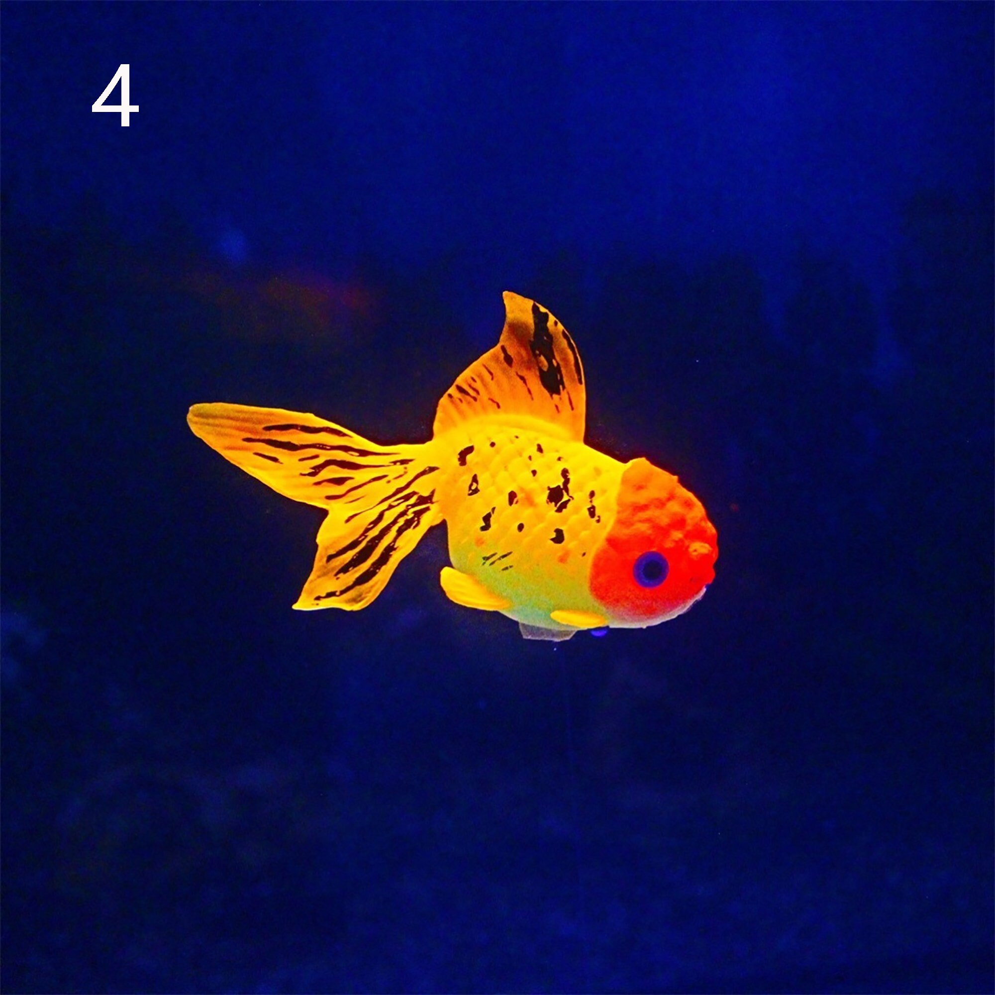 Aquarium Ornamental Fish Aquarium Fluorescent Fish Etsy