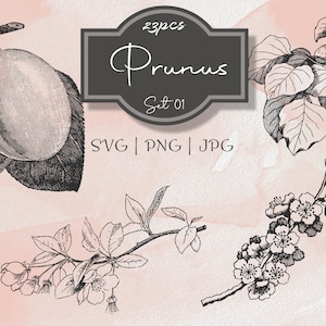 Prunus Set 01 Botanische Illustration Clipart - Vintage Floral kommerzielle Nutzung Journal Scrapbooking SVG PNG Line Art Digital Download Vektor