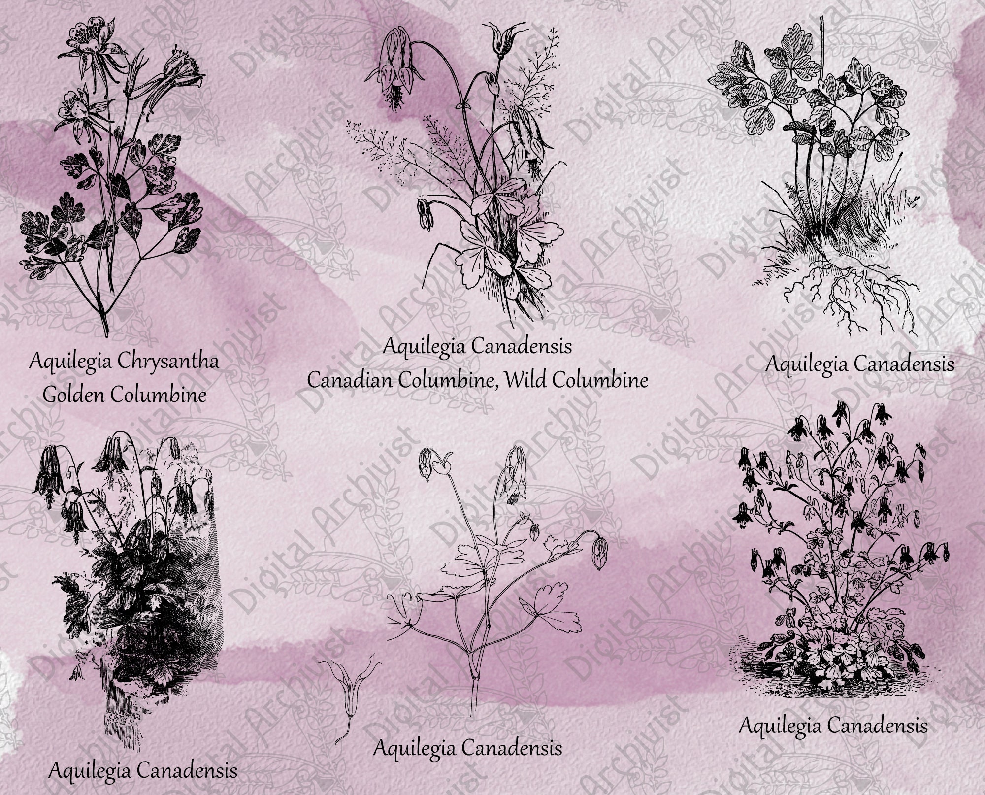 Columbine Set 01 Botanical Illustration Clipart Vintage Floral