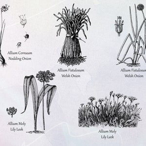 Allium Set 01 Botanical Illustration Clipart Vintage Floral Commercial Use Journal Scrapbooking SVG Line Digital Download Vector PNG image 3