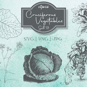 Set di verdure crocifere 01 Illustrazione botanica Clipart - Vintage Floreale Uso commerciale Giornale Scrapbooking SVG Line Digital Download