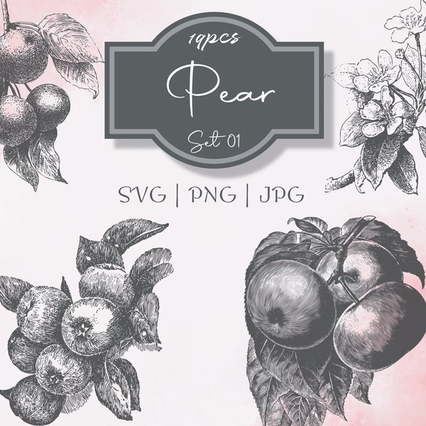 Pear Set 01 Botanical Illustration Clipart - Vintage Floral Commercial Use Journal Scrapbooking SVG Line Digital Download Vector