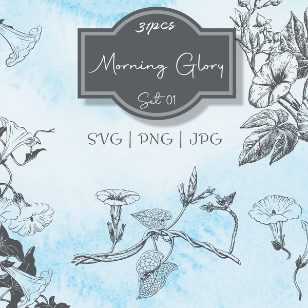 Morning Glory Cards - Etsy