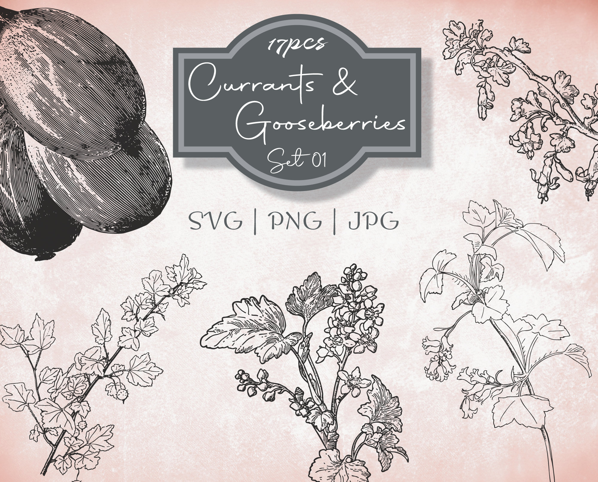 Gooseberry Svg - Etsy Singapore