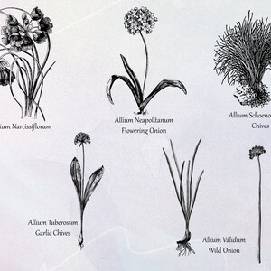 Allium Set 01 Botanical Illustration Clipart Vintage Floral Commercial Use Journal Scrapbooking SVG Line Digital Download Vector PNG image 4