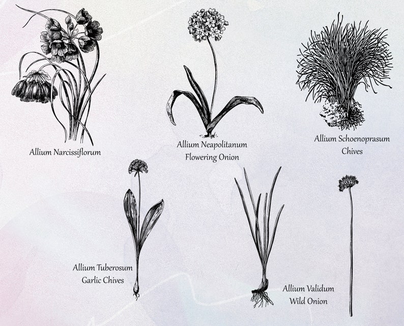 Allium Set 01 Botanical Illustration Clipart Vintage Floral Commercial Use Journal Scrapbooking SVG Line Digital Download Vector PNG image 4