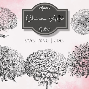 China Aster Set 01 Botanical Illustration Clipart - Vintage Floral Commercial Use Journal Scrapbooking SVG PNG Line Art Digital Vector