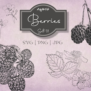 Berries Set 01 Botanical Illustration Clipart - Vintage Floral Commercial Use Journal Scrapbooking SVG Line Digital Download Vector
