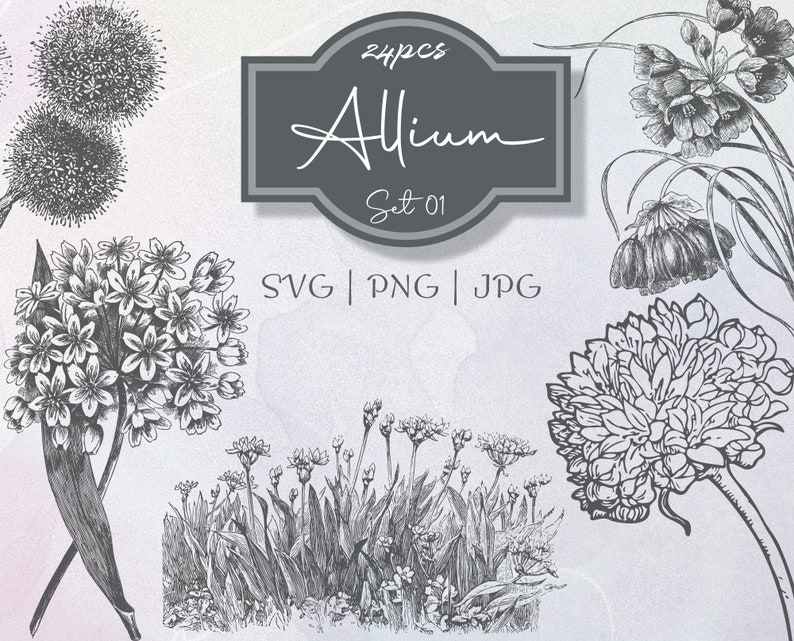 Allium Set 01 Botanical Illustration Clipart Vintage Floral Commercial Use Journal Scrapbooking SVG Line Digital Download Vector PNG image 1