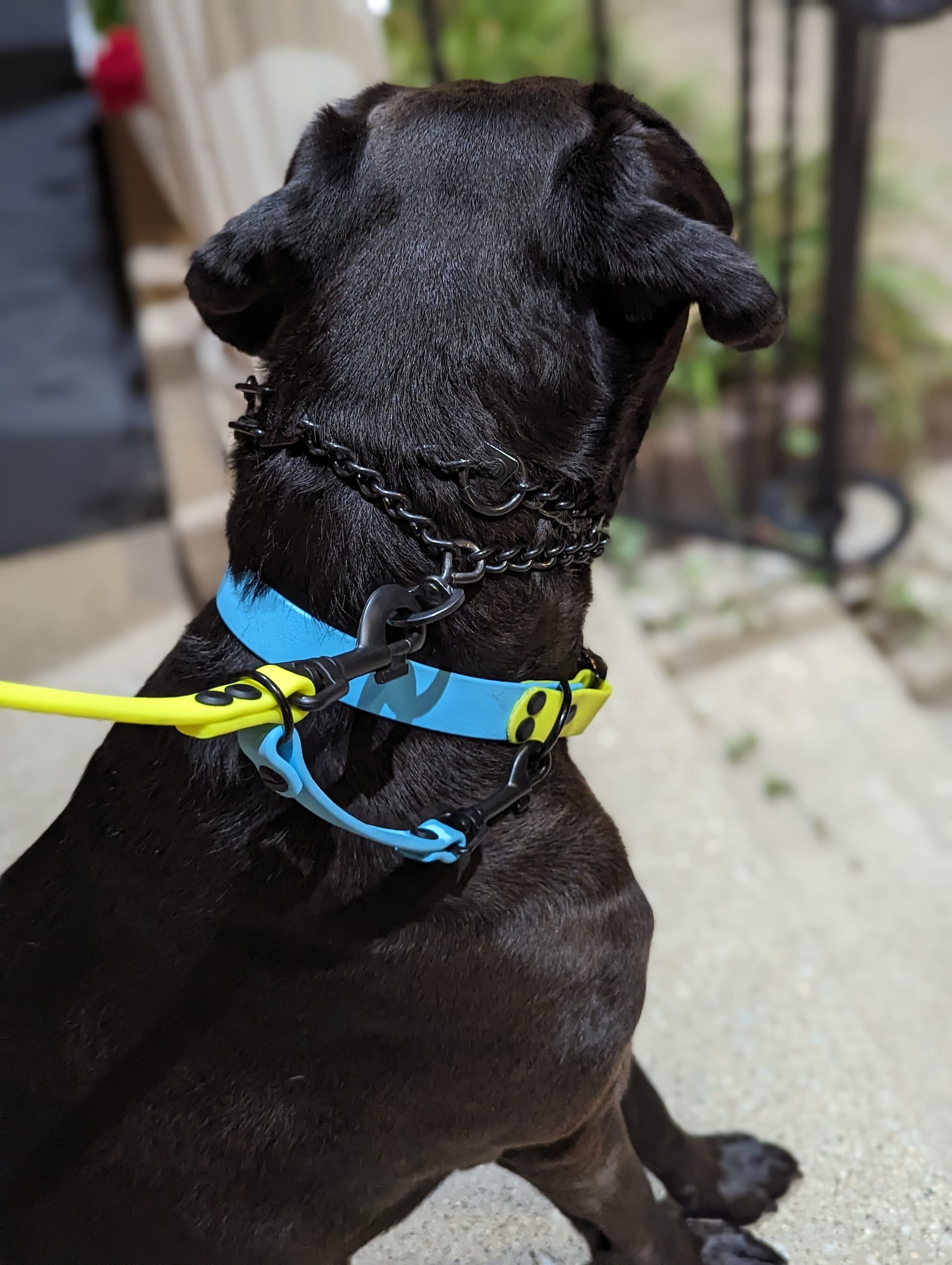 ADD a Built-in Prong Backup to Your Leash Order! - Etsy