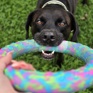 以下が含まれることがあります： 茶色の目をした黒い犬が、明るい色の首輪をつけ、円形の犬用おもちゃを口にくわえています。おもちゃは、鮮やかな青、ネオングリーン、ホットピンクの色合いで、マルチカラーの迷彩柄が施されています。