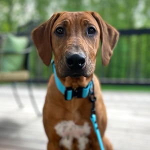 May include: A close-up of a brown dog with a light blue collar and leash. The dog has a short, smooth coat and floppy ears. The dog is looking directly at the camera.