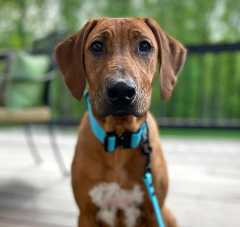 May include: A close-up of a brown dog with a light blue collar and leash. The dog has a short, smooth coat and floppy ears. The dog is looking directly at the camera.