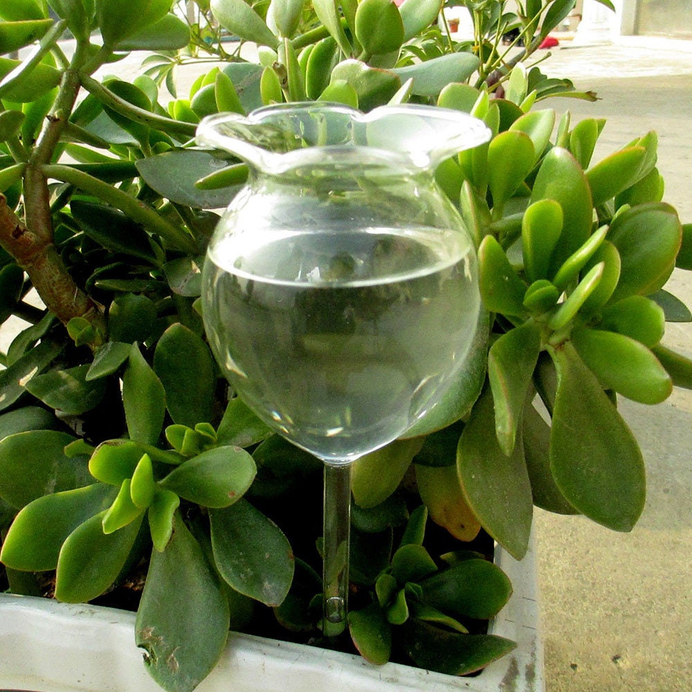 Aqua Water Globe Blazin Indoor Plant Watering Globes Large 4pc Deluxe Set Decorative Hand-Blown Glass Automatic Self Water Bulbs Mushroom Shape 